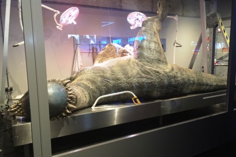 Dinosaur autopsy